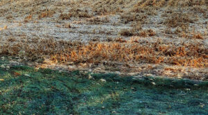 no corn