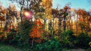 trees in fall