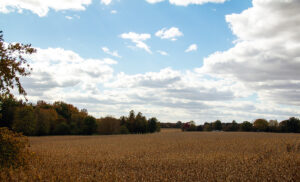 cloudy sky over corn