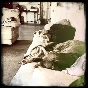 sleepy puppies
