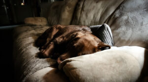 Dharma sleeps