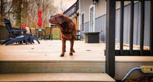 Dharma the dog
