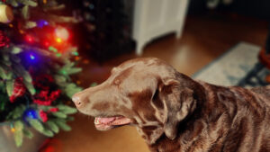 Dharma and Christmas tree