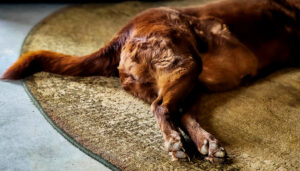 dirty dog feet