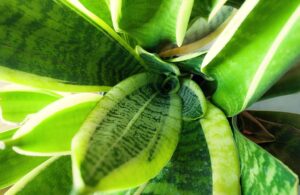 plant