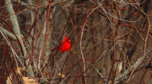 it was a redbird party!
