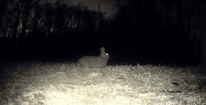 prowler alert before sunrise!