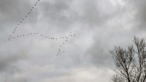 there's no place like home -- even for geese