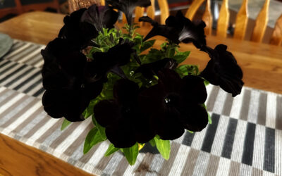 fecal matter research – barndo open for business