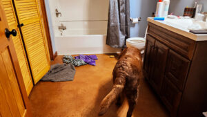 taking a bath is ruff on some