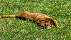 i want to be a dog for just 1 week... but not just ANY dog...
