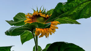 belle fleur - check it out!