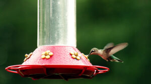 brad the hummingbird -- and his family -- aren't doing their jobs