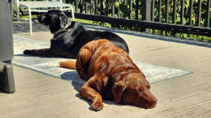 i've been diagnosed with... dog guilt.