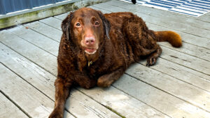 side deck bathing for two