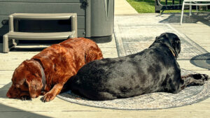 one of my dogs was sure she was gonna die!