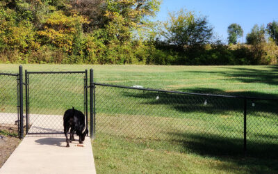 frost, yard work & no skydiving