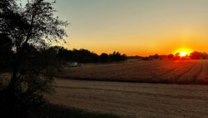 next year's crop will be corn