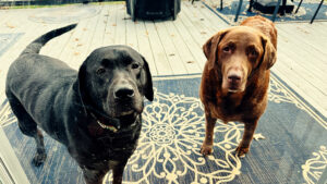 Merida & Dharma want inside