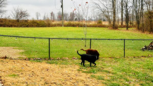 if peace and quiet was REALLY what i was after, i wouldn't have dogs