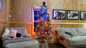it's the day after Christmas and my trees are still up