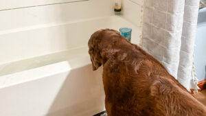 Brown lab wants in the tub