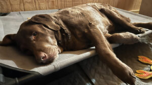what a ruff day all around