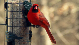 male cardinal on bird feeder