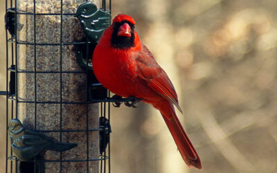 feeding birds from vibrant summer hummers to winter cardinals