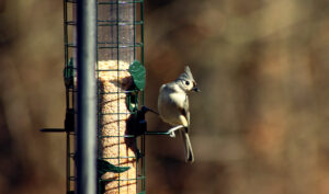 tufted titmouse can't believe the request either