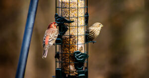 wrens on the bird feeder