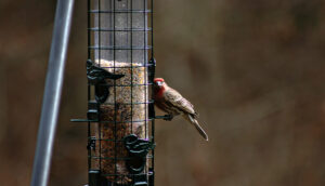 Red-headed finch on bird feeder