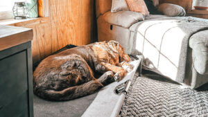 Dharma sleeps in sunshine coming through the window