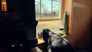 Merida watching the feeder for birds out the open window.