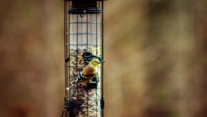 American goldfinch on feeder
