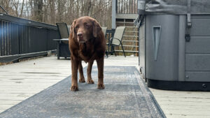 Dharma's a good dog.