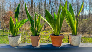 snake plants in a row outside