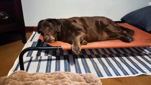 Dharma has a great life.