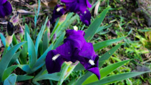 purple iris in bloom