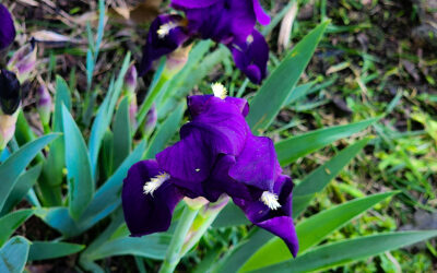 first iris to bloom this spring