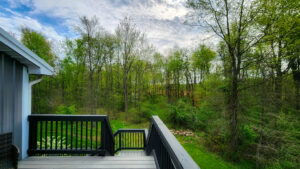 nothing but trees and sky