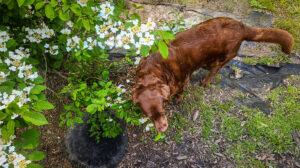 Dharma under a bush inspecting access riser