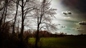 trees starting to bud in Indiana in spring