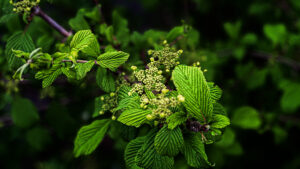 bushes are budding