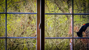 red-winged blackbird haunts the barndo