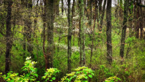 dogwood tree flowering in middle of woods