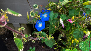 morning glory in bloom