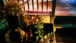 small flower garden at night