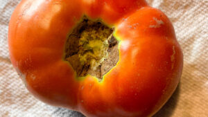 1st ripe tomato of the season