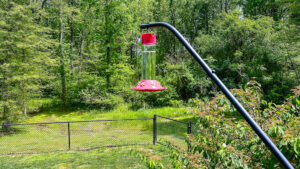 hummingbird feeders are out